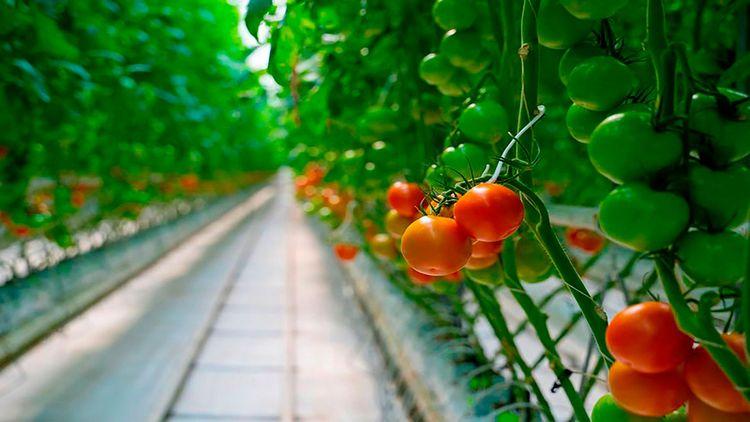 Энергоцентр для агропромышленного холдинга «ЭКО-КУЛЬТУРА»  — обложка