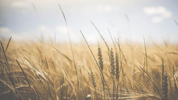 Энергоцентр для нужд завода по переработке пшеницы — обложка