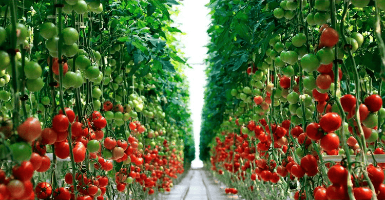 Энергоцентр для агропромышленного холдинга «ЭКО-КУЛЬТУРА» Липецк — обложка